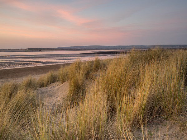 Dune grass on the sandy beach of Instow at Sunset Picture Board by Tony Twyman