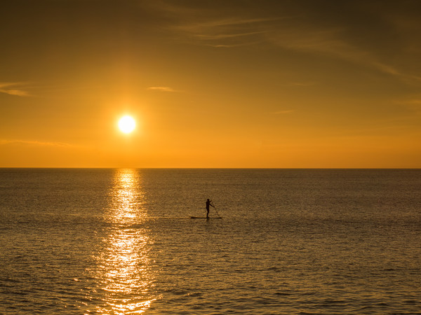 sunset paddle boarder at Westward Ho  Picture Board by Tony Twyman