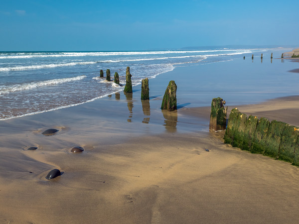Weathered groynes at Westward Ho! beach in Devon Picture Board by Tony Twyman