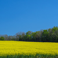 Buy canvas prints of Vibrant yellow rapeseed field near Bideford, Devon by Tony Twyman
