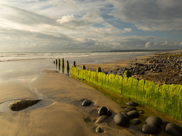 Westward Ho! beach groynes in North Devon  Picture Board by Tony Twyman