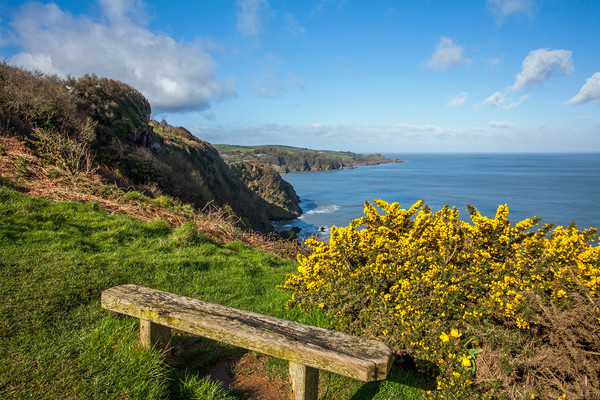 Bench on the combe Martin to Hangman hills walk Picture Board by Tony Twyman
