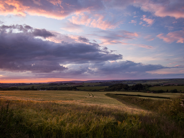 Farmers field in Bideford at Sunset in North Devon Picture Board by Tony Twyman