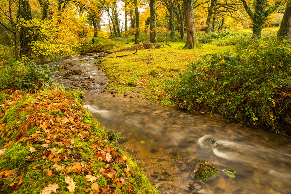 Autumn forest stream near Meavy on Dartmoor  Picture Board by Tony Twyman