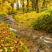Buy canvas prints of Autumn forest stream near Meavy on Dartmoor  by Tony Twyman