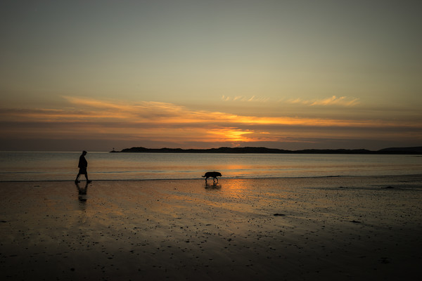 sunset dog walker Picture Board by Tony Twyman