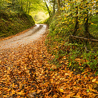 Buy canvas prints of Autumnal Devon country lane by Tony Twyman