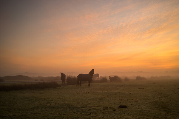 Misty Sunrise at Northam Burrows in North Devon Picture Board by Tony Twyman