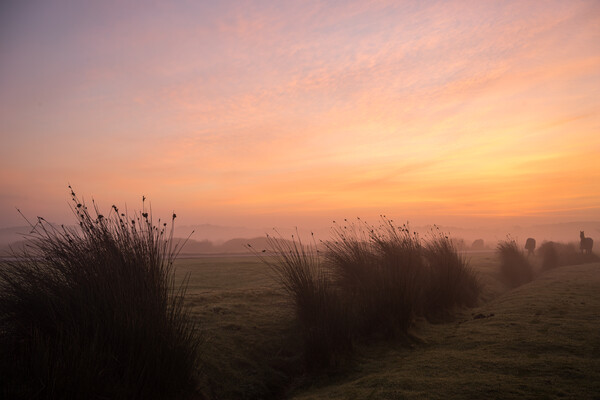 Misty sunrise on Northam Burrows Picture Board by Tony Twyman