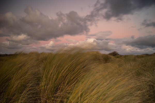 Instow beach dunes at sunset Picture Board by Tony Twyman