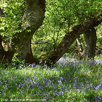 Buy canvas prints of Bluebells on an Island by Edward Laxton