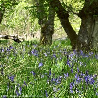 Buy canvas prints of Bluebells on an Island by Edward Laxton