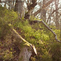 Buy canvas prints of Forest Floor by Edward Laxton