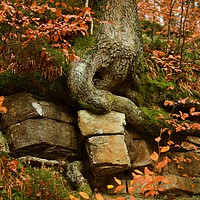 Buy canvas prints of Oak Roots on Sandstone by Edward Laxton