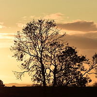 Buy canvas prints of Three Ash Tree Silhouettes by Edward Laxton