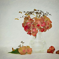 Buy canvas prints of Hydrangea in Vase by Chris Tidman
