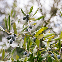 Buy canvas prints of Black Olives in Olive Tree, by Paulo Sousa