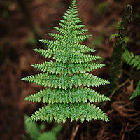 Buy canvas prints of Fern Leave by Paulo Sousa