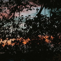Buy canvas prints of Silhouettes of leaves in sunset by Paulo Sousa