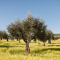 Buy canvas prints of Olive tree in yellow flowers field by Paulo Sousa