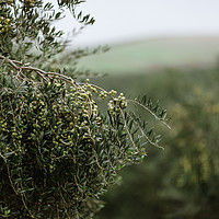 Buy canvas prints of Olives by Paulo Sousa