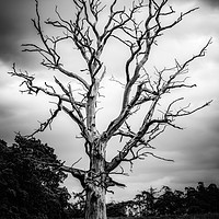Buy canvas prints of Dead Tree by Tyne Tees Photography