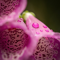 Buy canvas prints of Water Drop on a Foxglove  by Tyne Tees Photography
