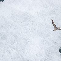 Buy canvas prints of A Parasitic jaeger - Arctic Skua flying over ice. by RUBEN RAMOS