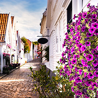 Buy canvas prints of Lavander pansies flowers in Stavanger. by RUBEN RAMOS