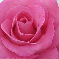 Buy canvas prints of A Pink Rose by Joyce Nelson