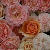 Buy canvas prints of A bouquet of pink and orange roses by Joyce Nelson