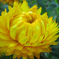 Buy canvas prints of A yellow Dahlia in bloom by Joyce Nelson