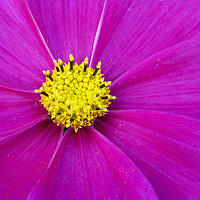 Buy canvas prints of A close up of view of a garden cosmos  by Joyce Nelson