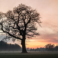 Buy canvas prints of Tree Of Hope by Ben Hatwell