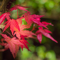 Buy canvas prints of Acer Tree by Ben Hatwell