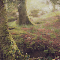 Buy canvas prints of Woodland Tree by Ben Hatwell