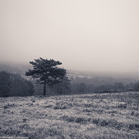 Buy canvas prints of Ashdown Forest Landscape  by Ben Hatwell