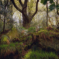 Buy canvas prints of Kennall Vale Woodland by Ben Hatwell