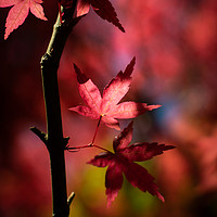 Buy canvas prints of Acer Tree by Ben Hatwell