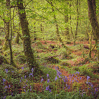 Buy canvas prints of Bluebells at Kennall Vale by Ben Hatwell
