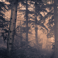 Buy canvas prints of Woodland Trees by Ben Hatwell