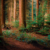 Buy canvas prints of Magical Forest by Ben Hatwell
