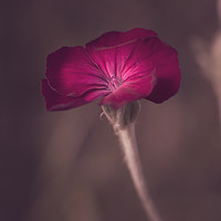 Buy canvas prints of Summer Flower by Ben Hatwell