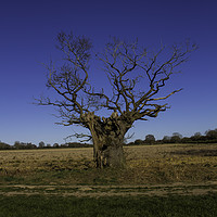 Buy canvas prints of Hollow tree by Anthony harris