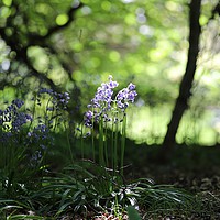 Buy canvas prints of Bluebell woods by Tracey Wood