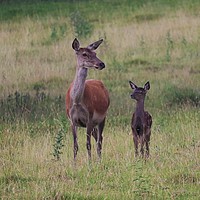 Buy canvas prints of Red Deer with her fawn by Tracey Wood