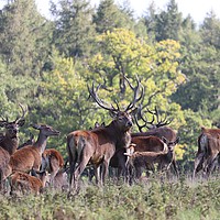 Buy canvas prints of Herd of Red Deer by Tracey Wood