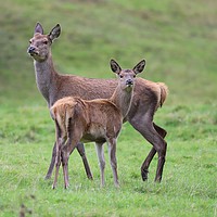 Buy canvas prints of Doe with her fawn by Tracey Wood