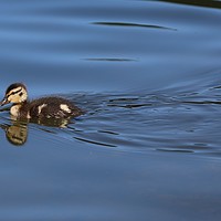 Buy canvas prints of Little Duckling by Tracey Wood