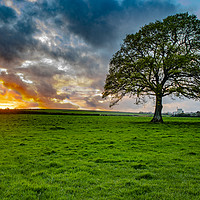Buy canvas prints of The Lone Tree  by Josh Taylor